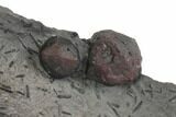 Plate of Two Large Red Embers Garnet in Graphite - Massachusetts #148168-2